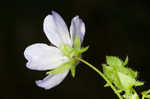 Largeflower baby blue eyes